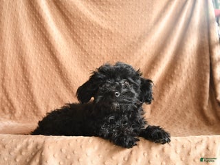 Mini Aussiedoodle dogs Honey - Ad 37