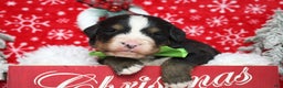 Bernese Mountain Dog dogs for sale: Simba  - Ad 2