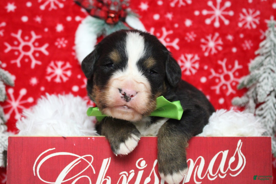 Bernese Mountain Dog dogs for sale: Simba  - Ad 2