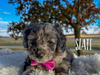 Mini Aussiedoodle dogs - Ad 1