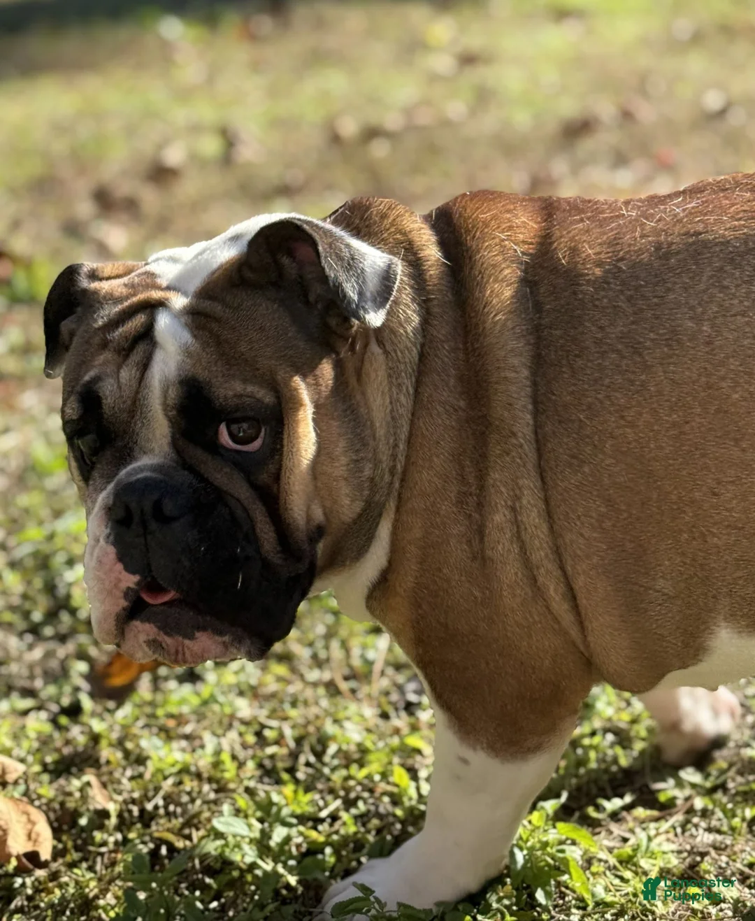 English Bulldog dogs for sale: Leo - Ad 2