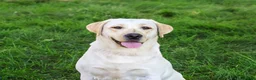 Labrador Retriever dogs for sale: Ariana - Ad 5