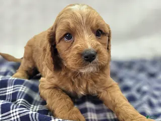 Cavapoo dogs Glacier - Ad 34