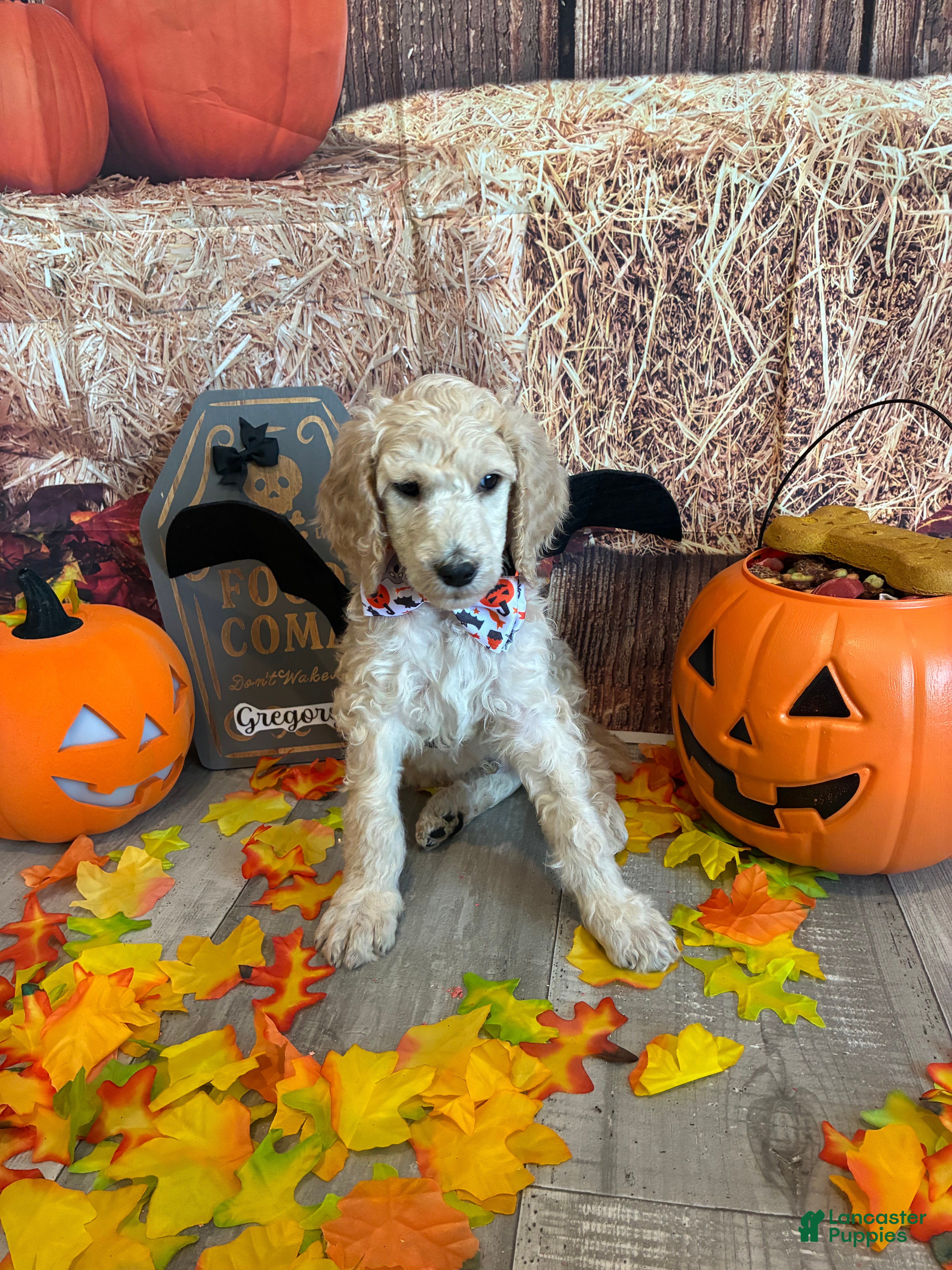 Standard Poodle dogs Gregory/Black Collar Boy - Ad 5