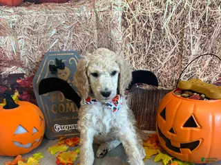 Standard Poodle dogs Gregory/Black Collar Boy - Ad 5
