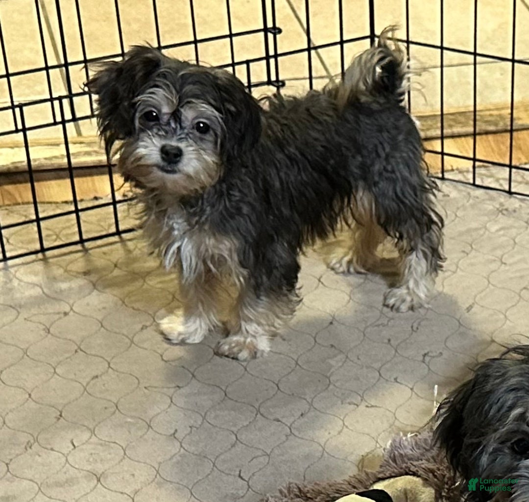 Shihpoo dogs for sale: Shihpoo Puppy 5 - Ad 7
