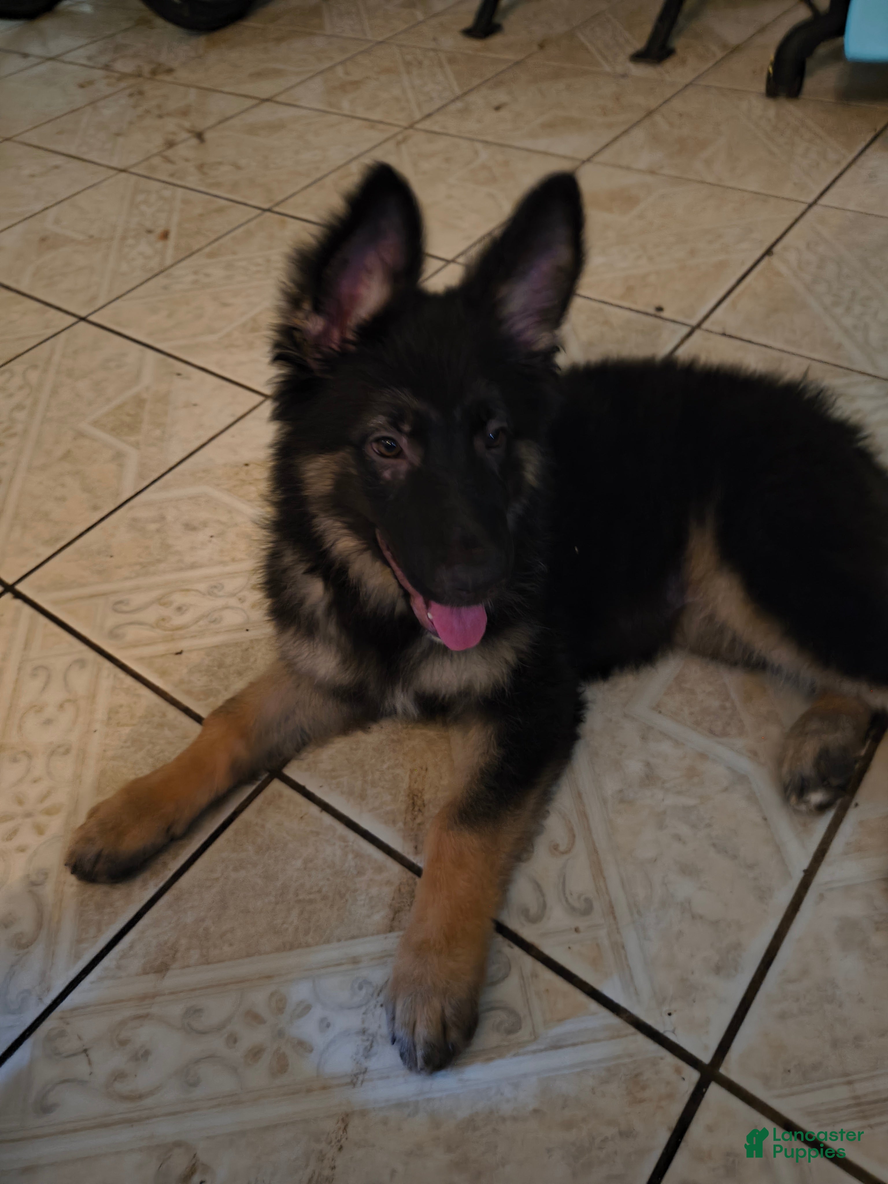 German Shepherd dogs Walker - Ad 34