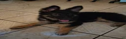 German Shepherd dogs for sale: Walker - Ad 1