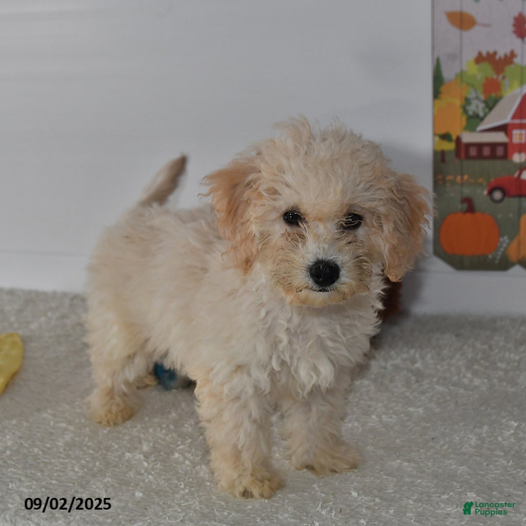 Bichpoo dogs for sale: Cinderella - Ad 24
