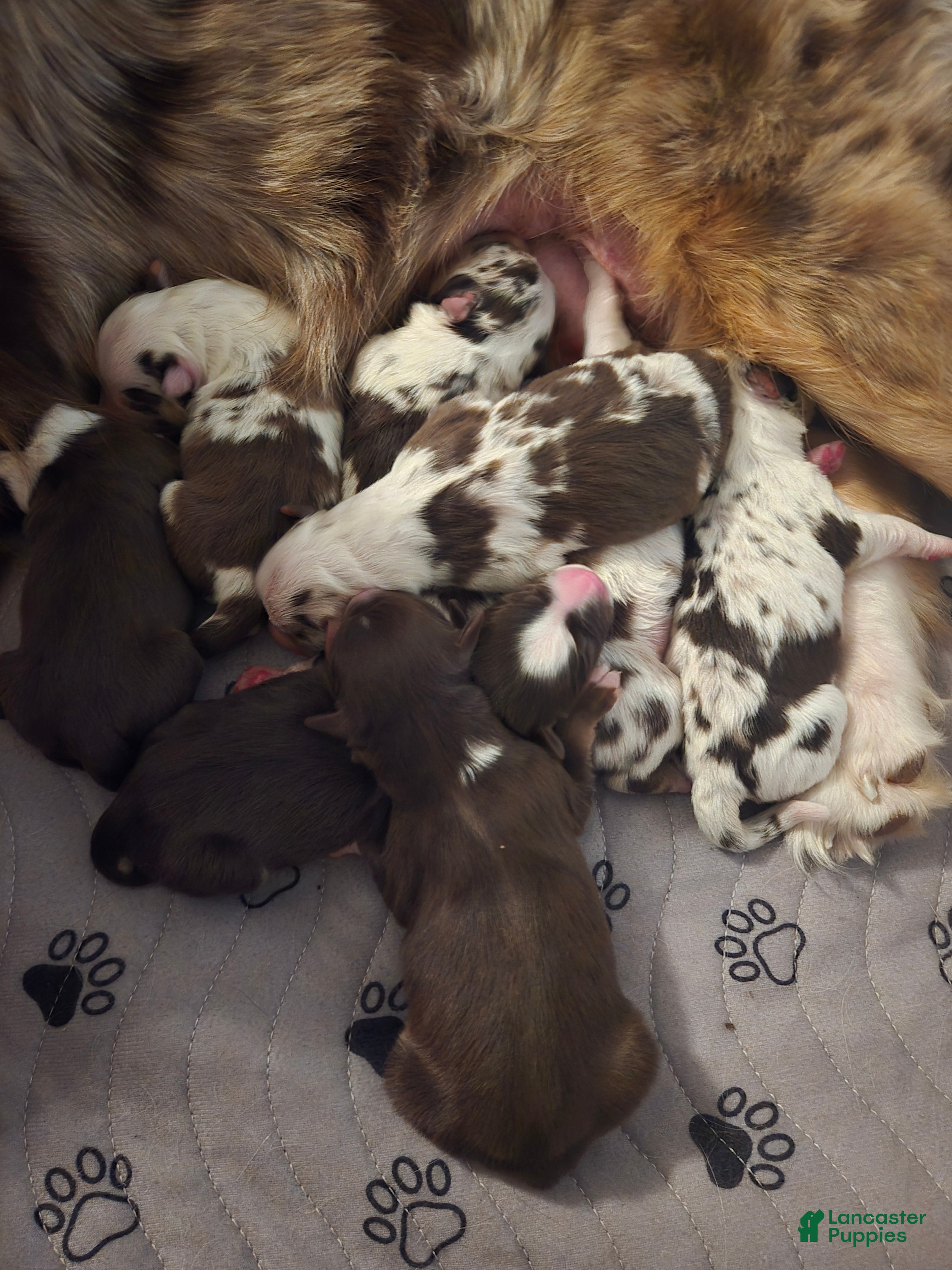 Australian Shepherd dogs Australian Shepherd 8 - Ad 25