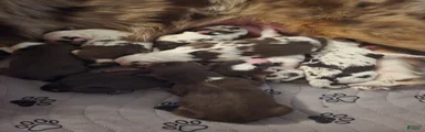 Australian Shepherd 8