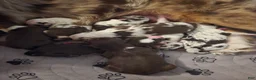 Australian Shepherd dogs for sale: Australian Shepherd 8 - Ad 1