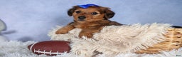 Miniature Dachshund dogs for sale: Jasper - Ad 17