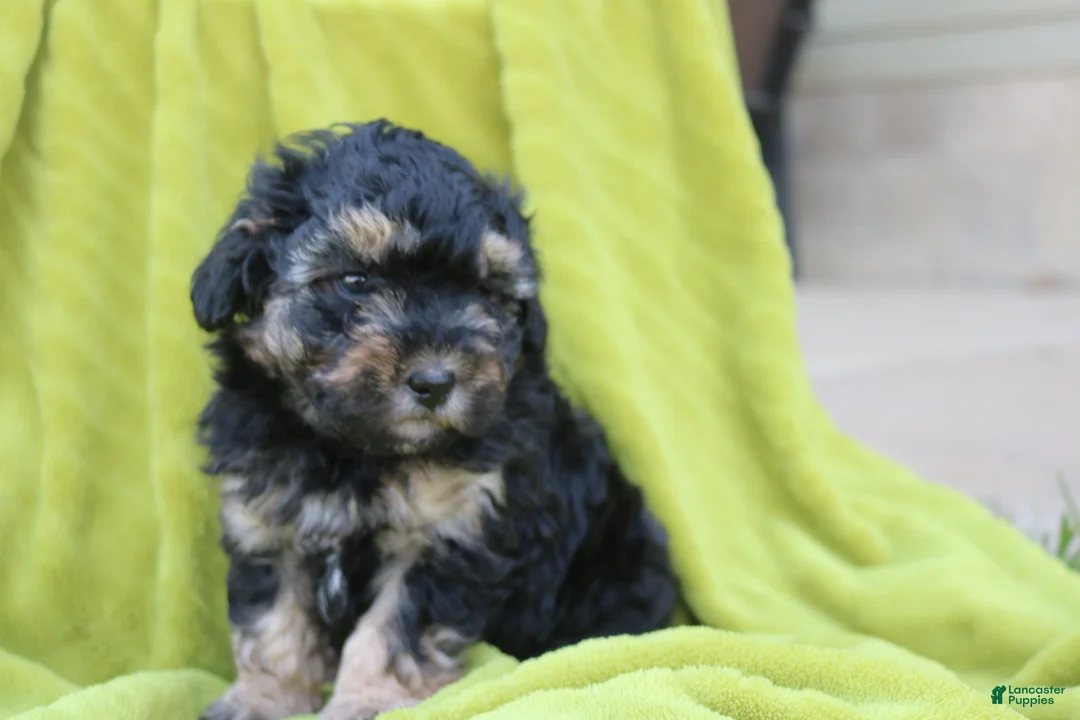 Toy Poodle dogs for sale: Silver - Ad 2