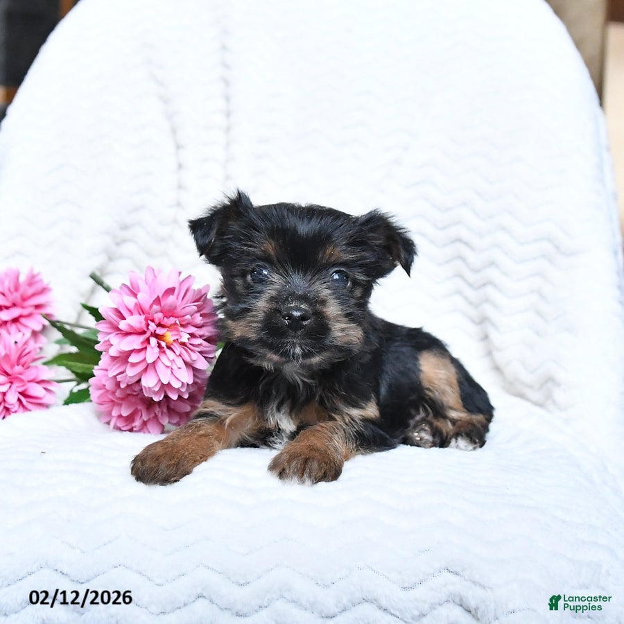 Yorkshire Terrier dogs Milo - Ad 1