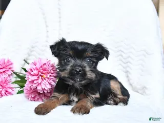 Yorkshire Terrier dogs for sale: Milo - Ad 2