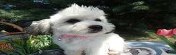Teddy Bear dogs for sale: Teddy Bear 3 Trena - Ad 2