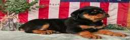 Rottweiler dogs for sale: Zoey - Ad 1
