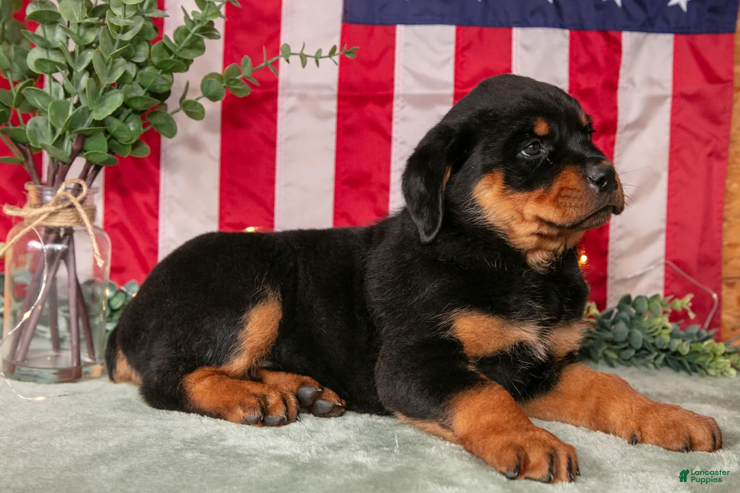Rottweiler dogs for sale: Zoey - Ad 1