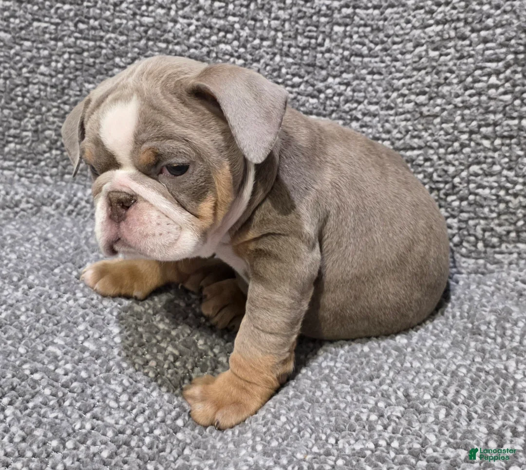 English Bulldog dogs for sale: Speedie - Ad 3