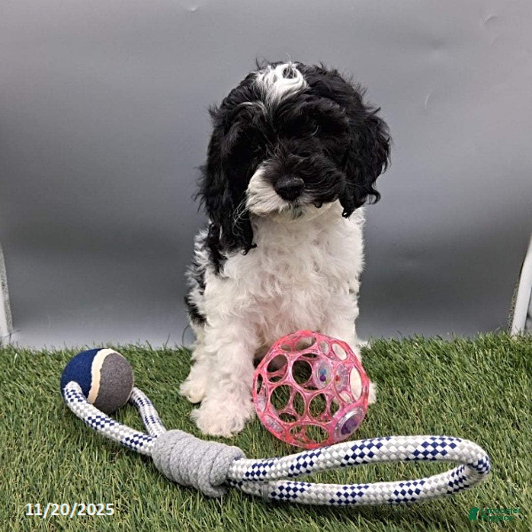Cockapoo dogs for sale: Thunder - Ad 1