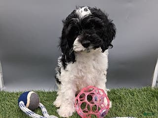 Cockapoo dogs Thunder - Ad 38