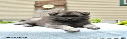 Keeshond dogs for sale: Silver - Ad 4