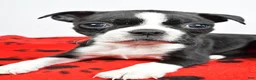 Boston Terrier dogs for sale: Cassidy - Ad 3
