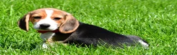 Beagle dogs for sale: Bruno - Ad 4