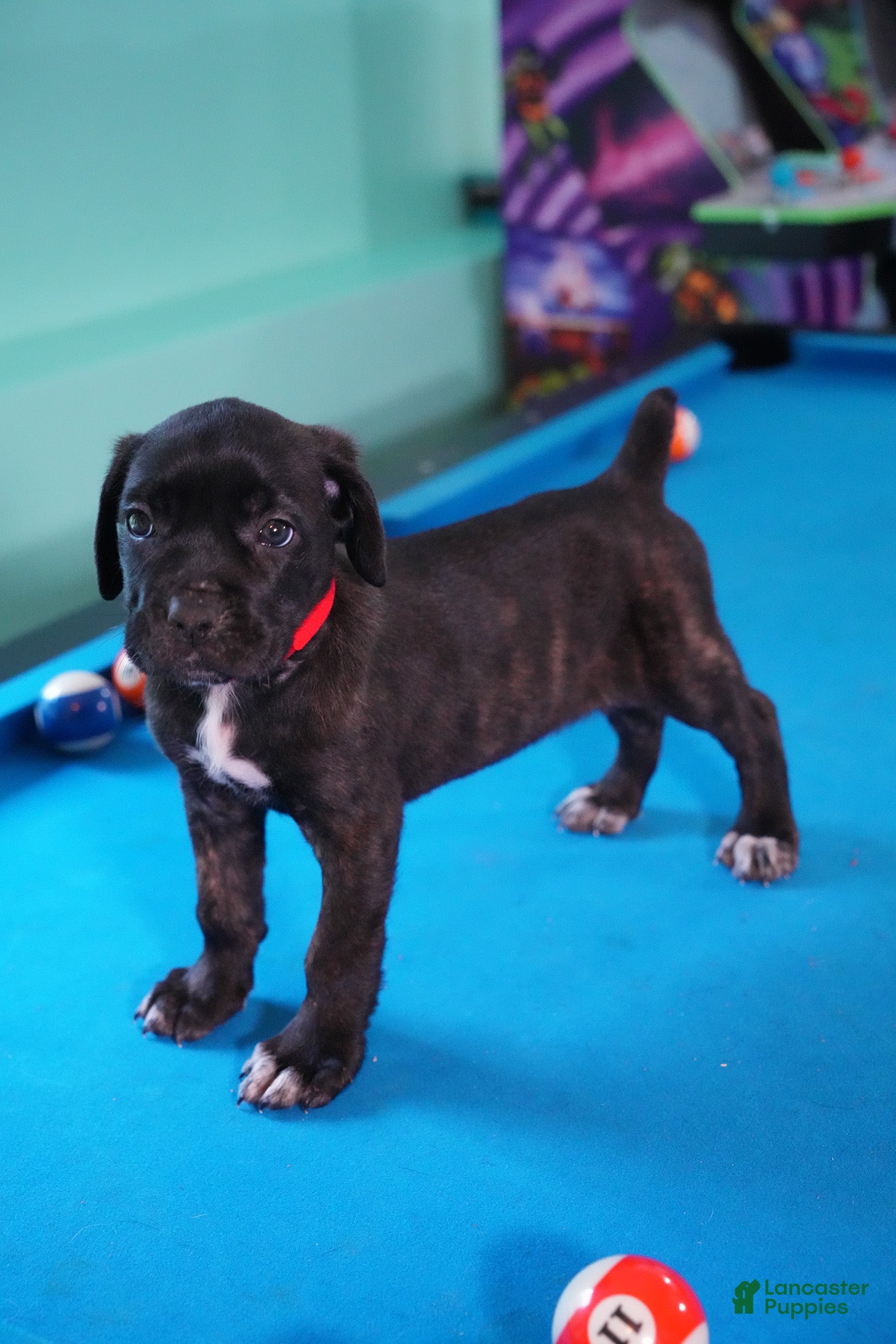 Cane Corso dogs Harley Quinn  - Ad 1