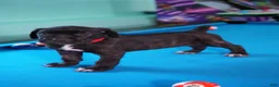 Cane Corso dogs for sale: Harley Quinn  - Ad 1