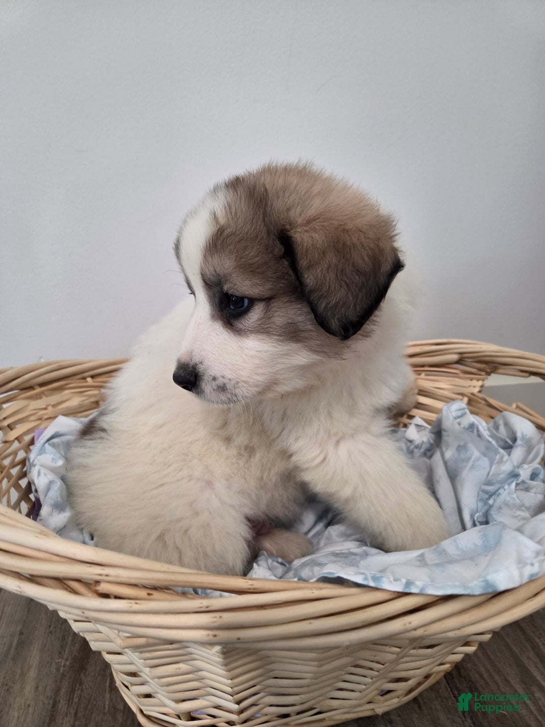 Great Pyrenees dogs for sale: Spot - Ad 7