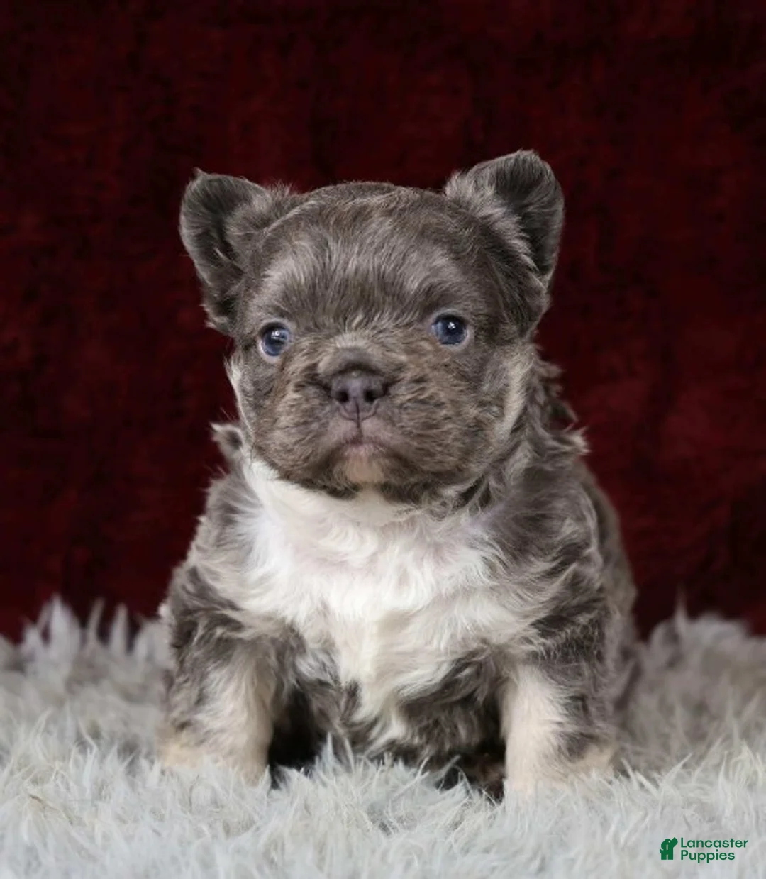 French Bulldog dogs for sale: Snuggles - Ad 1