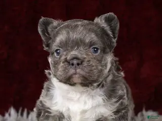 French Bulldog dogs Snuggles - Ad 5