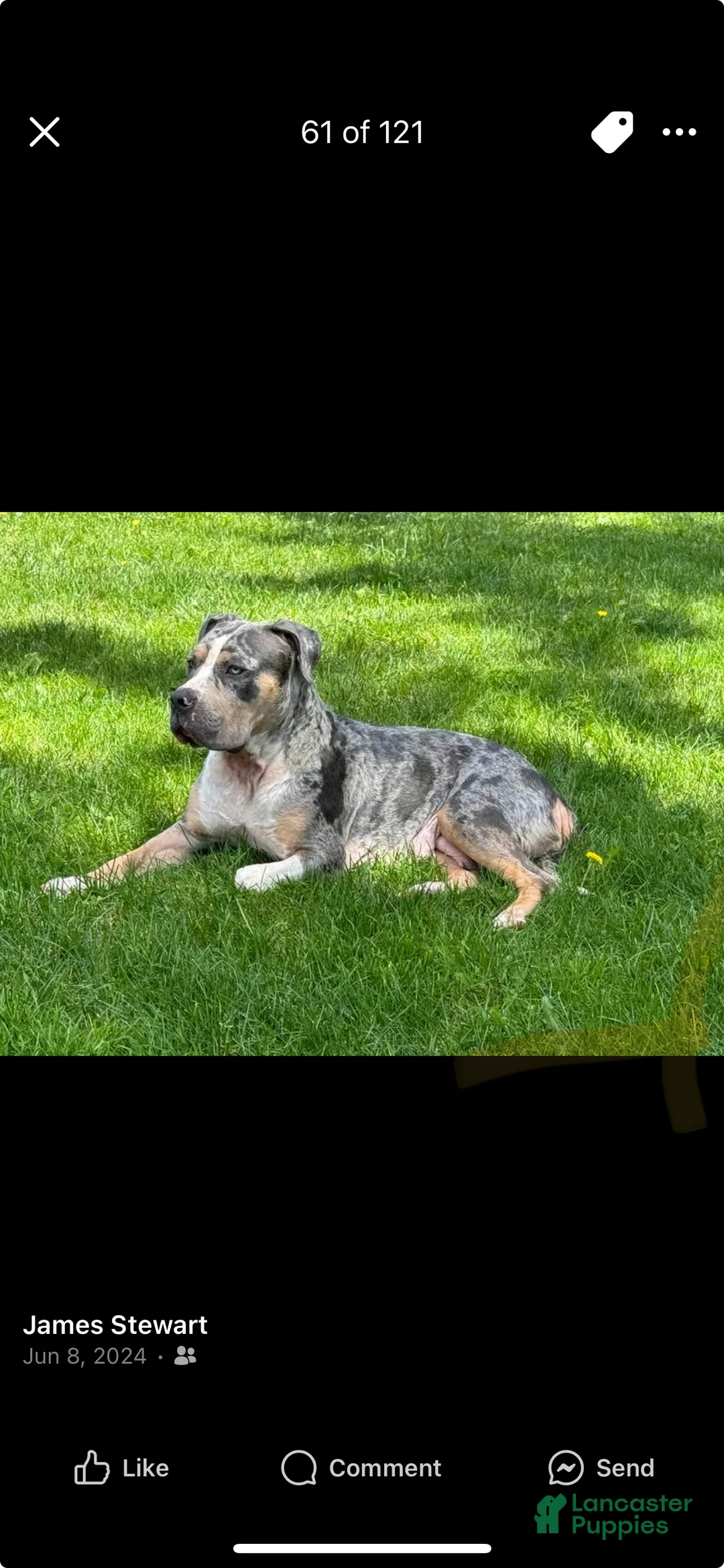 American Bully dogs for sale: American Bully Puppy 1 - Ad 3