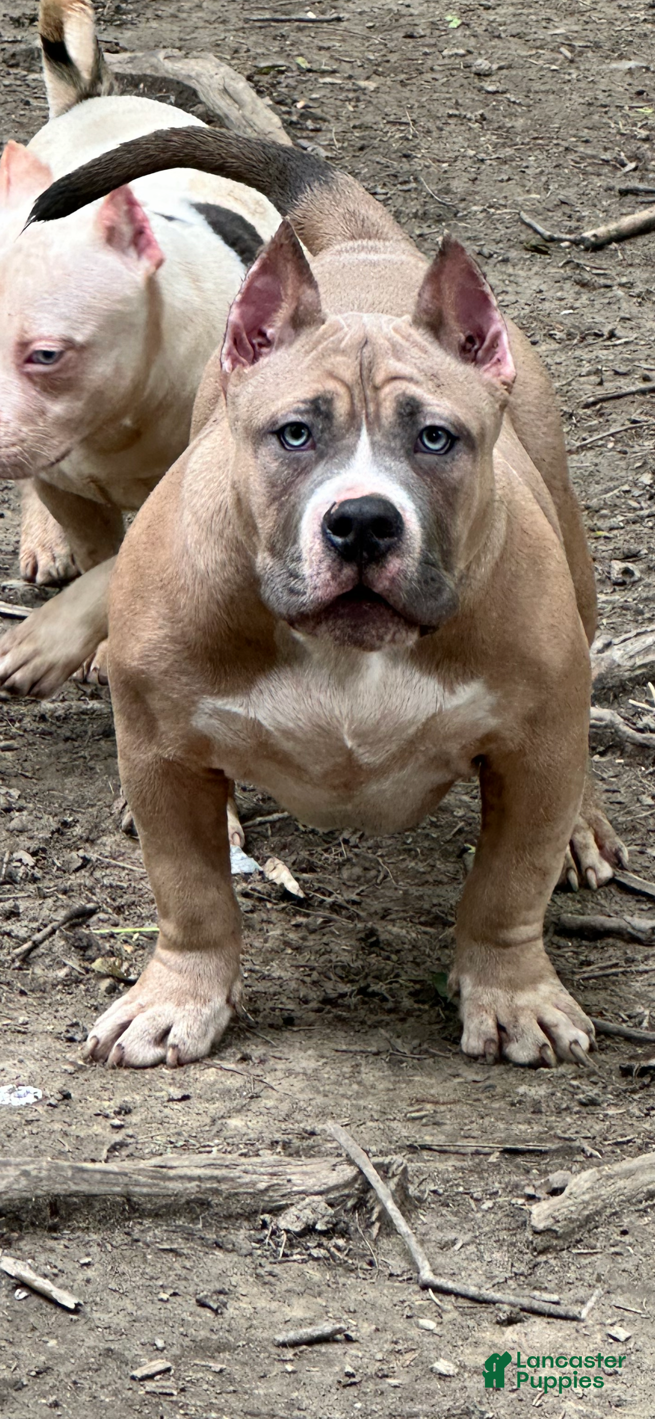 American Bully dogs Remble  - Ad 1