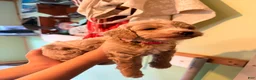 Goldendoodle dogs for sale: Daisy  - Ad 2