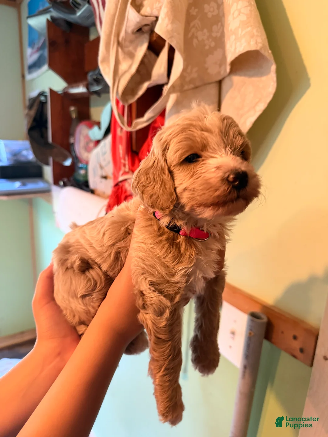 Goldendoodle dogs for sale: Daisy  - Ad 2