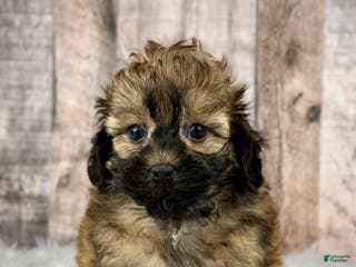 Shihpoo dogs Boy Snoopy - 0193 - Ad 38