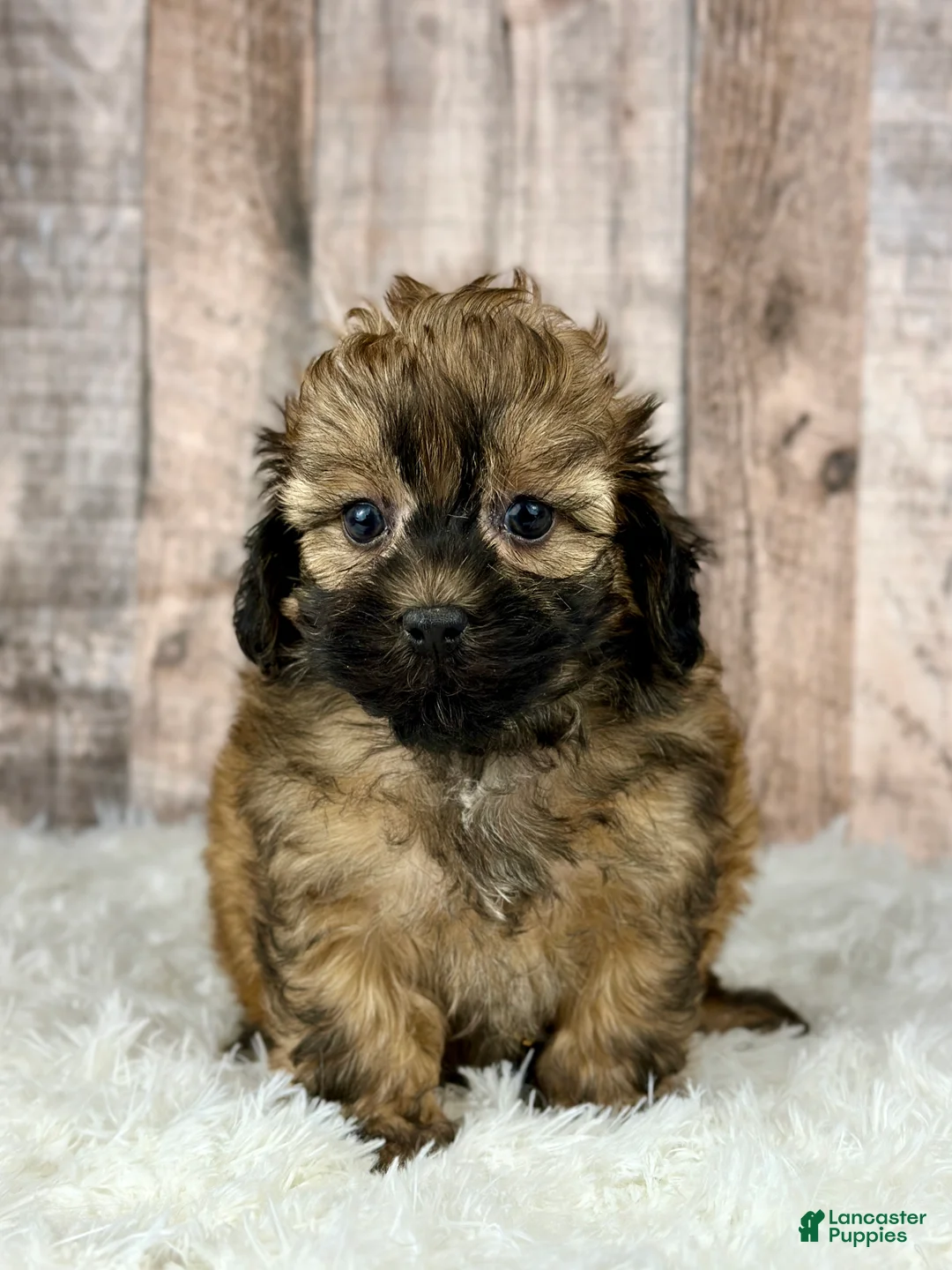Shihpoo dogs for sale: Boy Snoopy - 0193 - Ad 1