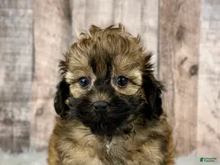 Shihpoo dogs Boy Snoopy - 0193 - Ad 26