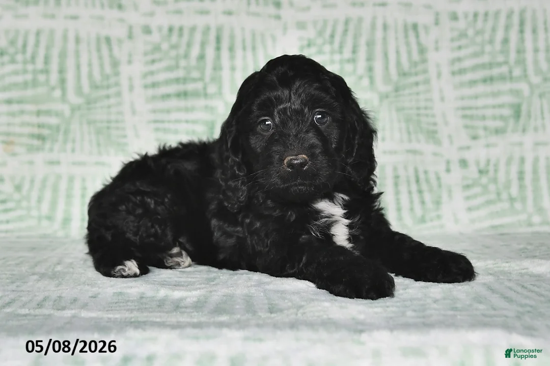 Cockapoo dogs for sale: Milo - Ad 5