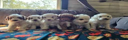 Cavapoo dogs for sale: Cavapoo 2 - Ad 6