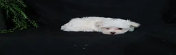 Maltese dogs for sale: Marty - Ad 9