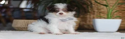 Yorkiepoo dogs for sale: Rocco - Ad 4