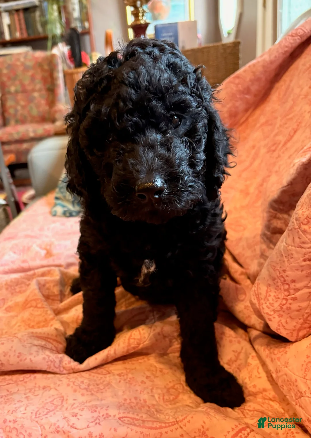 Mixed Breed dogs for sale: Maggie - Ad 1