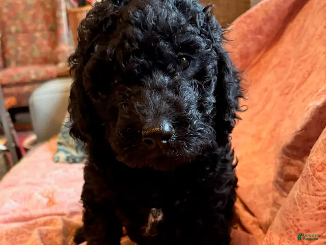 Mixed Breed dogs for sale: Maggie - Ad 1