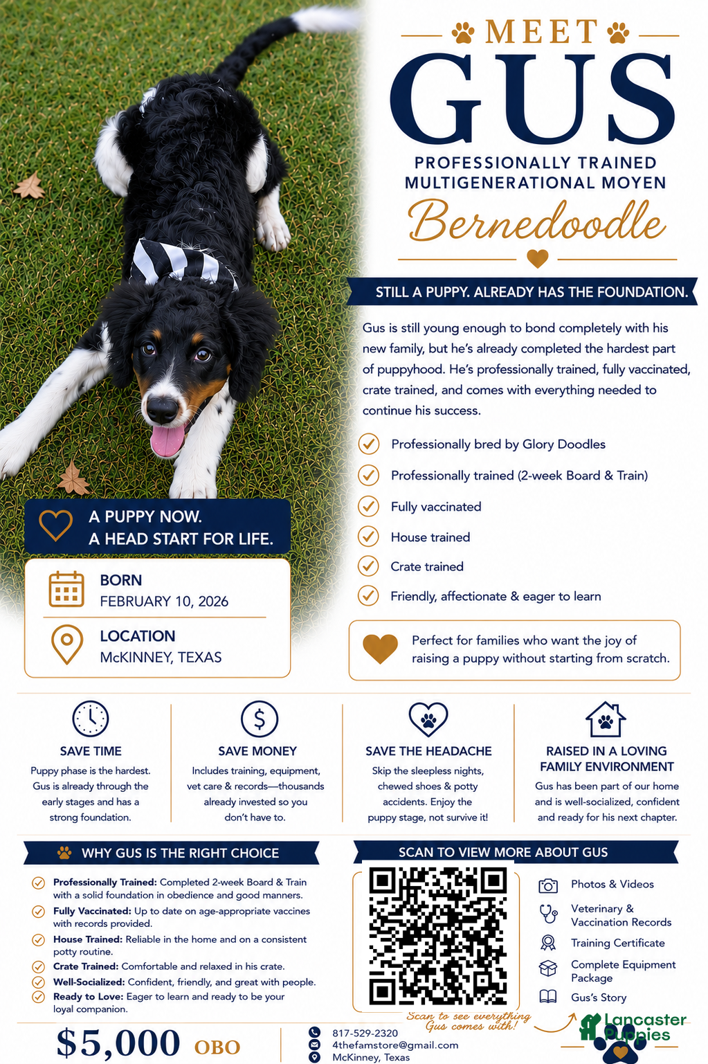 Bernedoodle dogs Gus - Ad 21