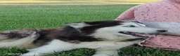 Siberian Husky dogs for sale: Piper - Ad 3