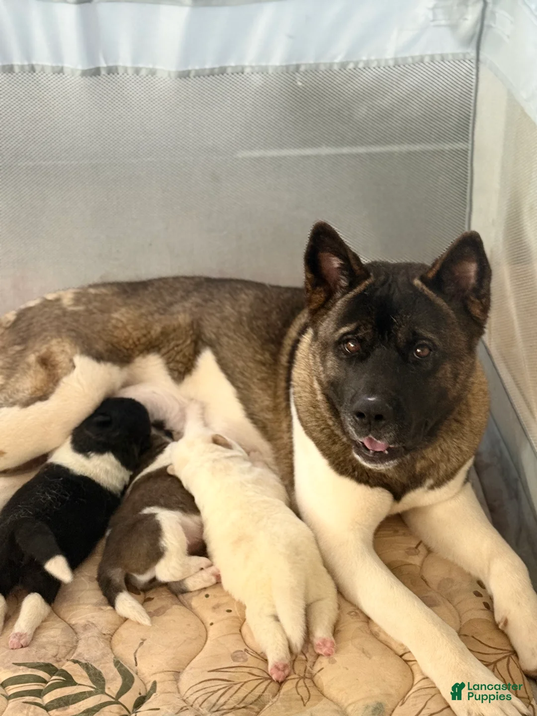 Akita dogs for sale: Blanco - Ad 2